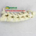 WHOLESALE SIMULATION BONE 12312 Medical Anatomy Artificial Cervical Spine , Orthopaedics Practice Simulation Bone